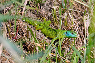 Canvas Print - Westliche Smaragdeidechse // Western green lizard (Lacerta bilineata)