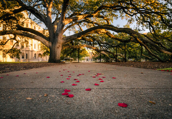 the century tree at texas a&m university in college station, texas is a staple of tradition on campu