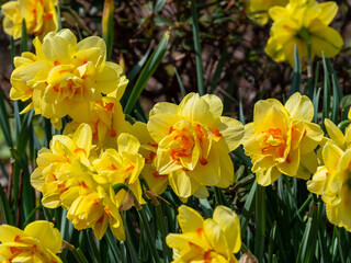 Wall Mural - yellow daffodils in bloom on a flower bed