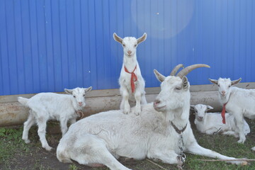 young goat with mother goat, lie on the grass on the farm. farming, animal husbandry, goat milk