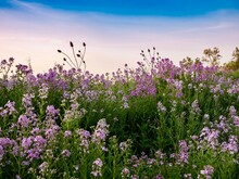 Landscape Scenery Of The Sun Rising Over A Hillside Illuminating A Field Of Purple Wildflowers, Dame’s Rocket, Phlox With Colorful Sky Of Blue, Pink And Orange In Southwest Pennsylvania In Spring..