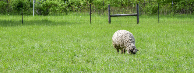 Single sheep grazing in the field