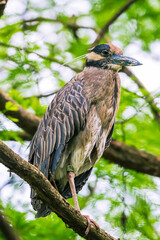 Wall Mural - heron