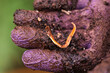 Australoplana sanguinea Australian predatory land flatworm in gardeners hand