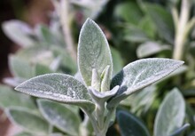A Close-up With A Stachys Byzantine Plant