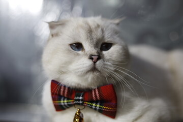 Isolated White Scottish fold, blue eyes