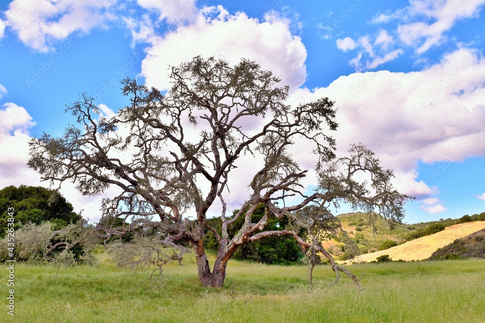 A Coastal Live Oak tree (Quercus agrifolia) stands along a hiking trail in the Fort Ord National Monument of Monterey County, California.