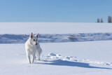 Fototapeta Psy - Pies w śniegu, biały owczarek szwajcarski zimą