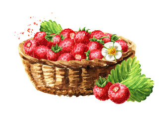 Basket with ripe fresh wild forest strawberries. Watercolor hand drawn illustration, isolated on white background