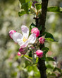 Kwiat jabłoni, jabłoń wiosną na działce