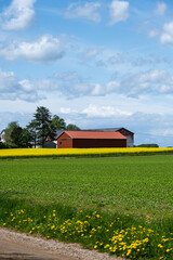 Wall Mural - Red barn in yellow canola rapeseed field in rural Skåne Sweden