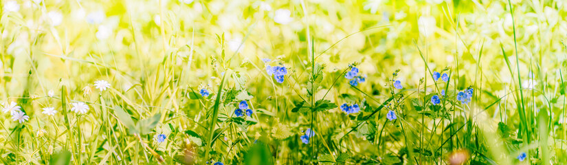 Wall Mural - Beautiful panoramic spring scenery with green leaves, wildflowers and bokeh background