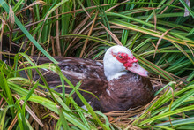White And Black Duck With Red Head Sits In Nest, The Muscovy Duck