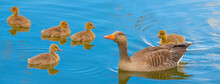 Greylag Goose Or Graylag Goose (Anser Anser) On A Pond