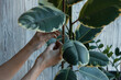 Woman's hands are tying tall potted plant to a bamboo support stick by thread twines. Indoor ficus rubber elastica care on white wooden background with zamioculcas. Home gardening