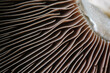 © Stacy Howell - Closeup of portabella mushroom gills