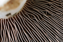 Closeup Of Portabella Mushroom Gills