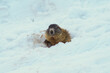 alpine marmot (Marmota marmota) first moves in springtime on snow