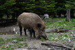wild female boar standing in forest