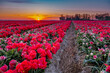 Tulip field in The Netherlands, colorful tulip fields in Flevoland Noordoostpolder Holland, Dutch Spring views in the Netherlands