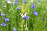 Fototapeta Krajobraz - 한국공원에핀꽃입니다