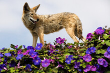 Coyote Walking On Top Of Wall Covered In Morning Glories, Huntington Beach, Orange County, California