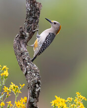 Golden-fronted Woodpecker (Melanerpes Aurifrons), Rio Grande Valley, Texas, USA
