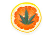 Single Cannabis leaf on Red grapefruit citrus terpenes concept