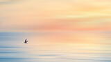 swallow bird flying over blue sea and sky of sunrise background