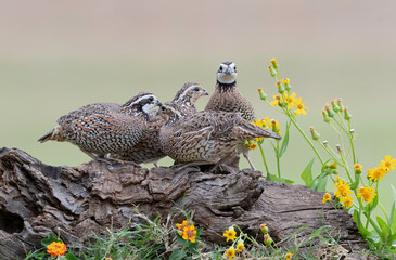 Wall Mural - Northern Bobwhite (Colinus virginianus) Rio Grande Valley, Texas, USA