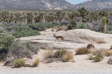 coyote at the joshua tree national park, southern california