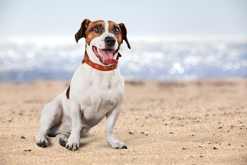 Wall Mural - Dog.