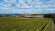 drone view over a large wine producing vineyard farm in northern Tasmania with yellow autumn growth, Tasmania, Australia