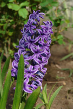 A Close Up Of Purple Hyacinth (Hyacinthus Orientalis) Of The 'Blue Jacket' Variety In The Garden