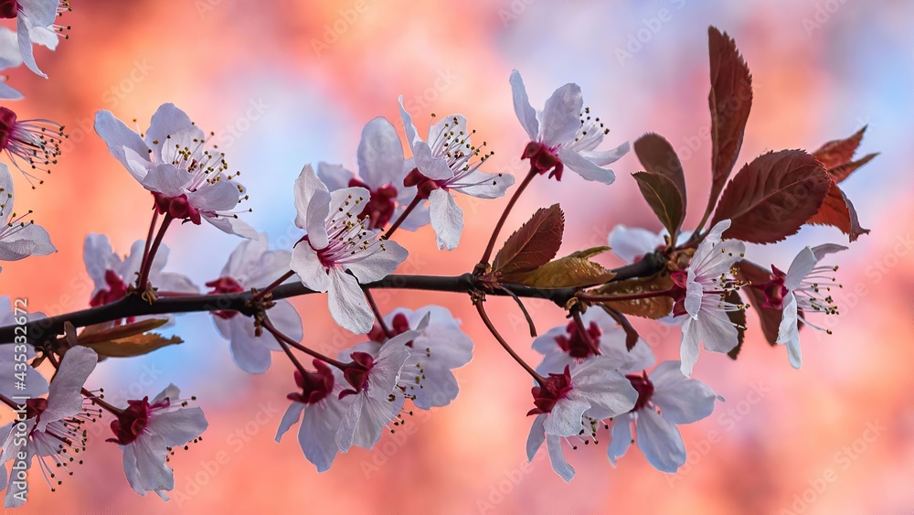 Wiosenne różowe kwiaty kwitnące na drzewie z bliska - obrazy, fototapety, plakaty 