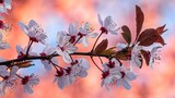 Fototapeta Kwiaty - Wiosenne różowe kwiaty kwitnące na drzewie z bliska