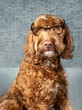 © Petra Richli - Smart Labradoodle dog with glasses. Cute fluffy dog looking at camera with listening expression while sitting on sofa. Concept for student reading or animals work from home. Selective focus.