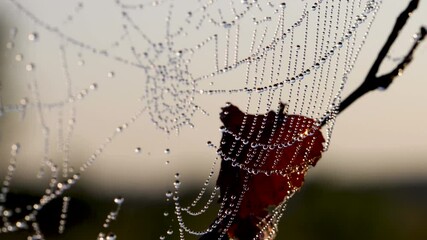 Wall Mural - spider web covered with shining dew drops on it and swaying in the wind on a tree at sunrise in autu