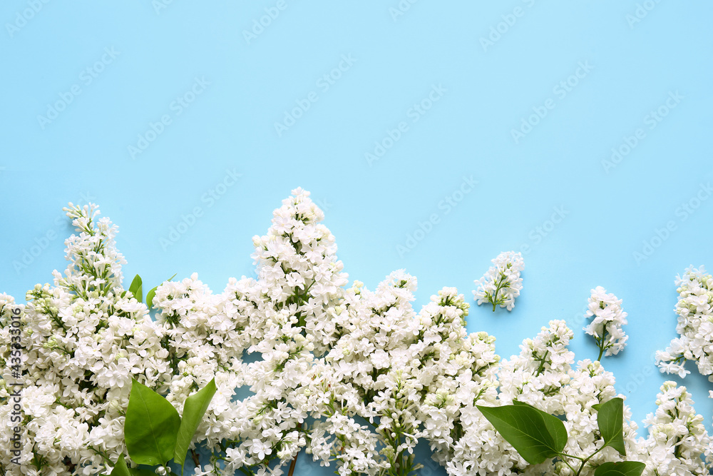 Beautiful lilac flowers on color background