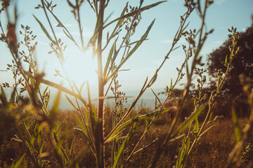 Wall Mural - summer sunset atmosphere with natural forest.