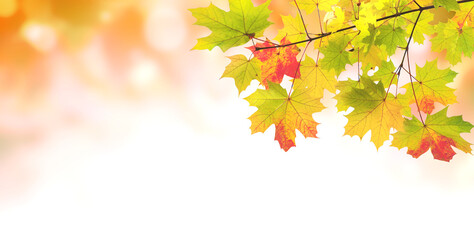 Sticker - Maple leaves on sunny beautiful nature autumn background