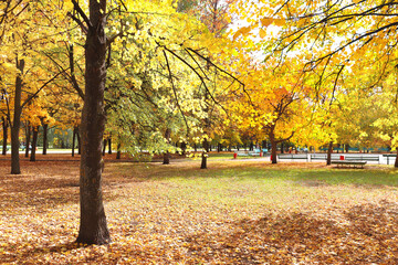 Sticker - Beautiful landscape with linden alley in autumn park