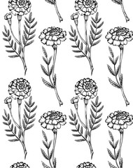 Seamless pattern with botanical sketch of various marigold flowers with shading. Vector textile with monochrome floral natural drawing. Fabric with outline pencil image of herbal plant and flowerhead.