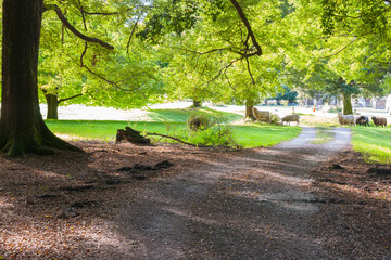 Wall Mural - Sheep graze in grass under large spreading trees that cast cool shady area