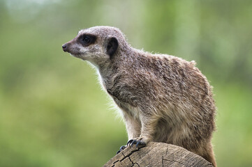 Canvas Print - suricate