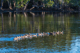 Fototapeta Kuchnia - A raft of mallard ducks in the water