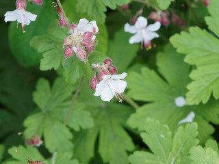 Wall Mural - (Geranium) Tapis de géranium cantabrigiense 'Biokovo' ou bec de grue à inflorescences blanches et rougeâtre dans un feuillage palmé, découpé, pelucheux, vert