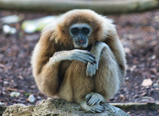 Canvas Print - gibbon