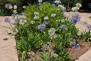 Poster - Flowers in Parque Arauco in Santiago, Chile