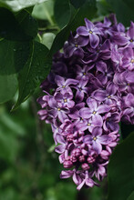 Closeup Of Blooming Purple Lilacs Flowers With Green Leaves And Rain Drops. Syringa Bush Blossoms In The Garden. Selective Focus, Blurred Background. Moody Decorative Floral Detail. Nature Concept.